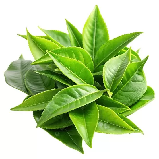 EGCG trà xanh 